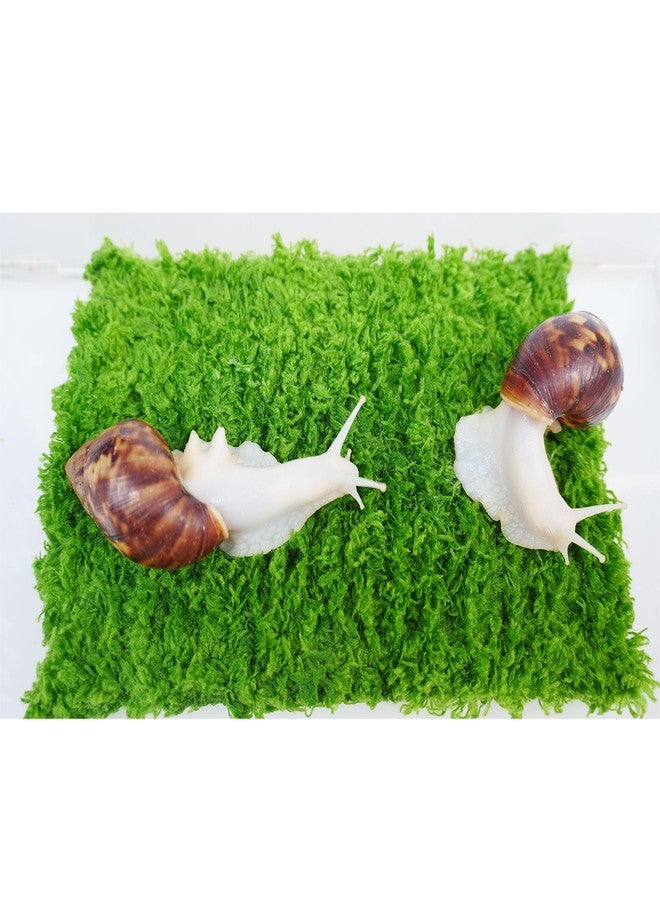 Begeterday Pet Snail Climbing Wall, Ideal Snail Terrarium Accessories（7 Inch） - Image 2